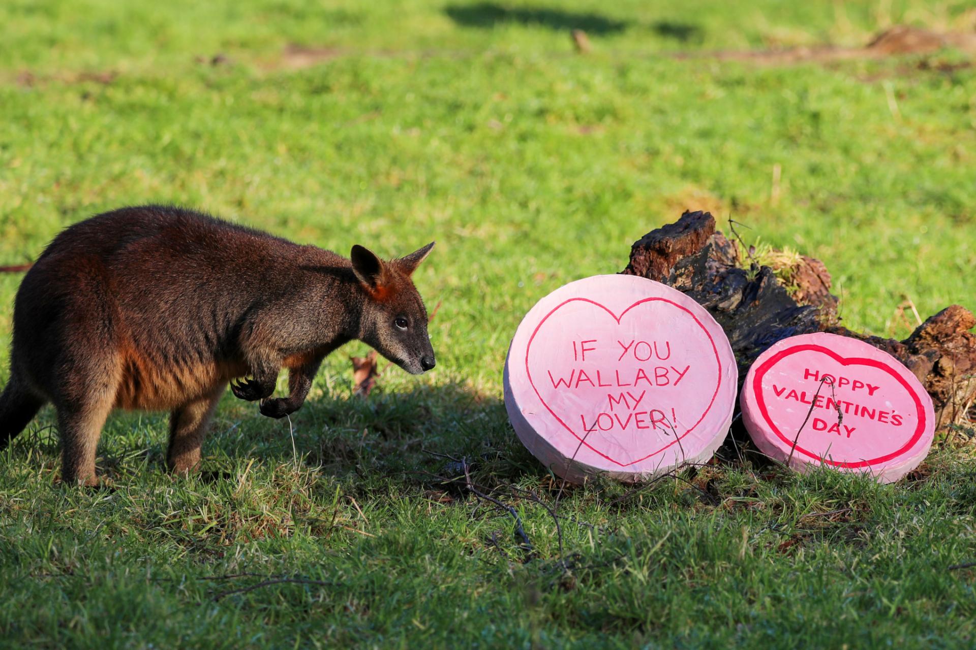 Wallaby looking at pink Valentine's Day enrichment with funny slogans 

IMAGE: Allie McGregor (2024)